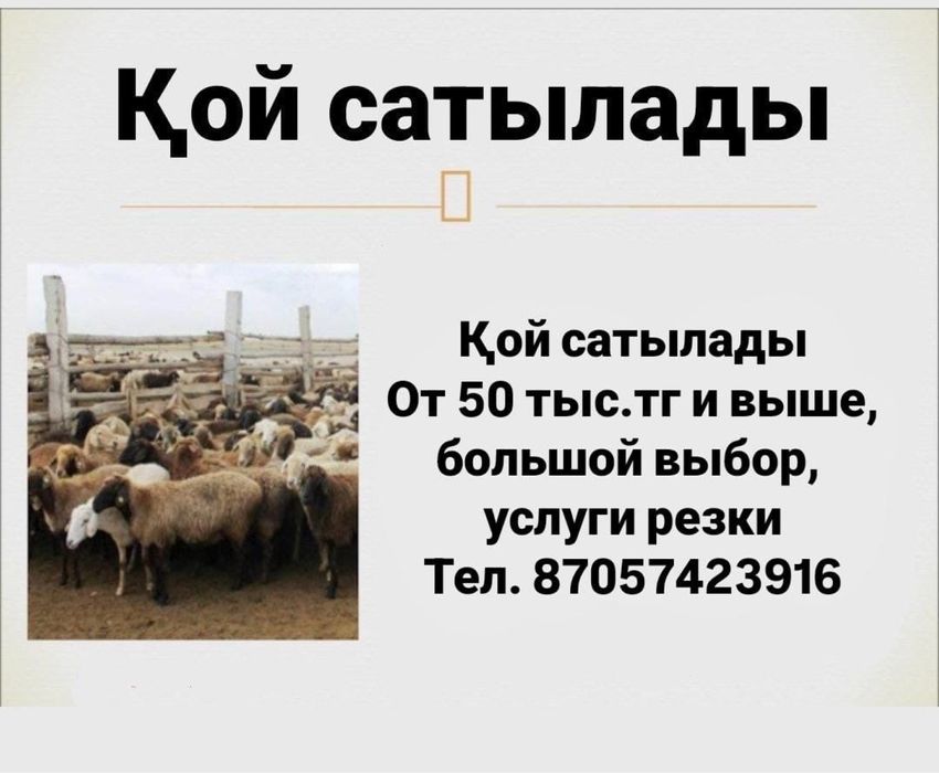 Кой сатылады