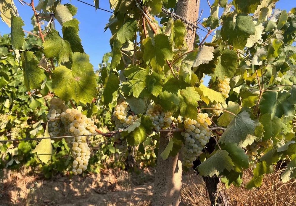 Strugurii de vin