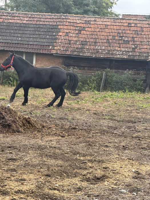Iapa de vanzare garantata la orce proba         Cei anteresati sa ma c