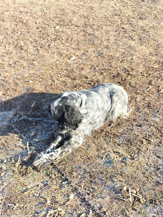 Продам собаку _& рабочий все вопросы по телефону