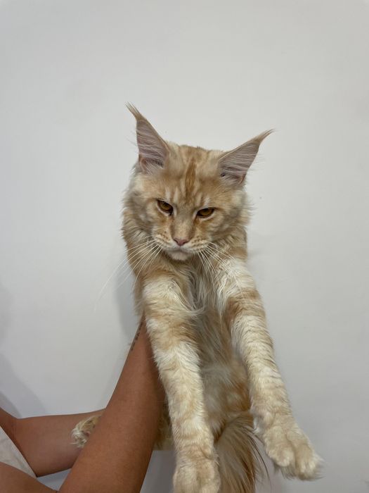 Мейнкун 50 тыс тенге