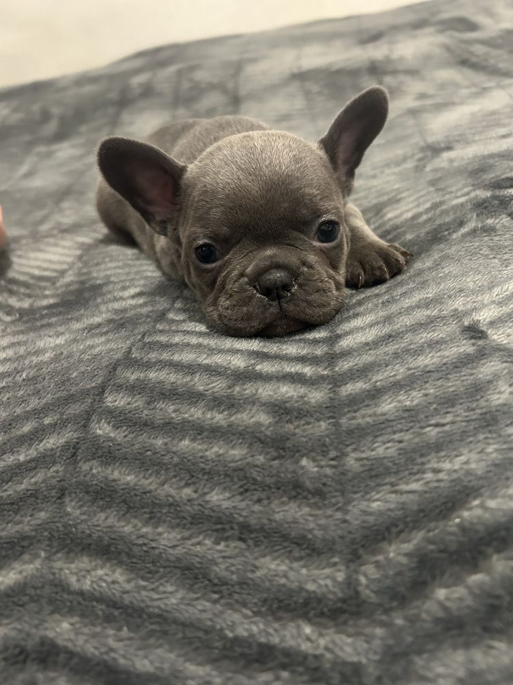 Pui bulldog frances blue/merle