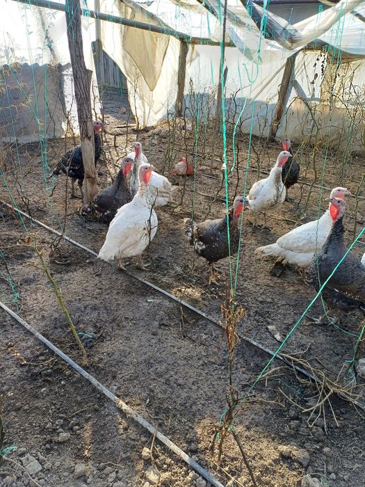 Vând curcani de carne