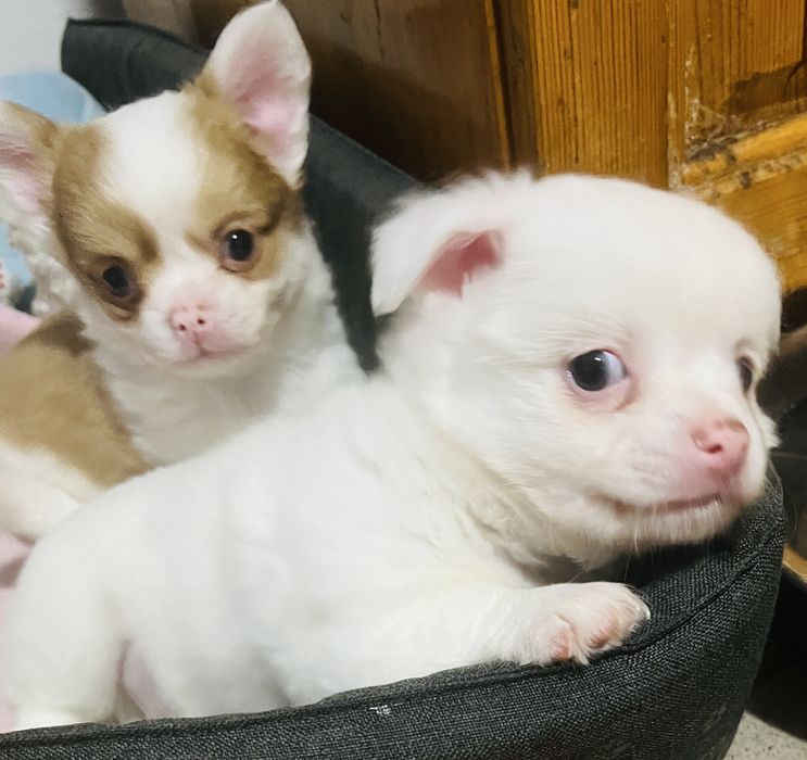 Чихуахуа момчета и момичета