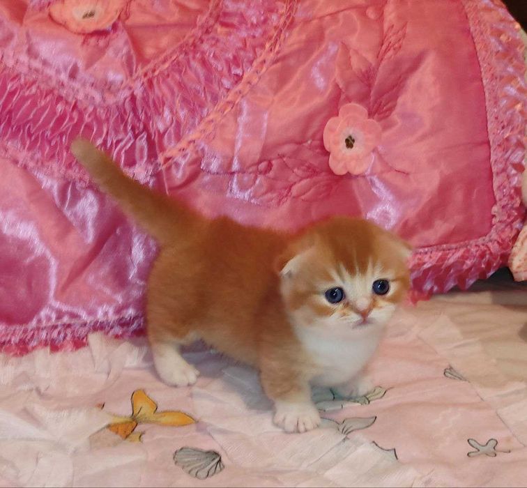 Готовится и бронируются котёнок Манчкин фолд,"бело-красный биколор"