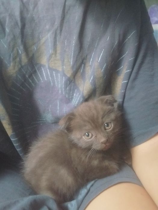 Веслоухая кошечка с редким окрасом