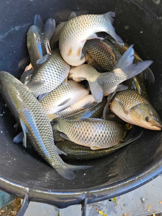 Peste pentru populat bazine vara 2, crap, cteno, sânger, novac, caras