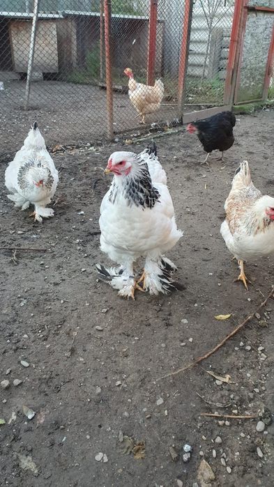 Gaina brahma alb herminat deschis.