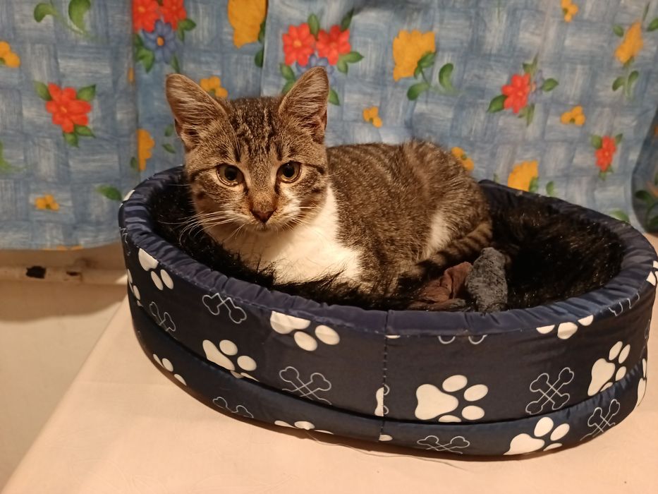 Мъжко коте търси дом