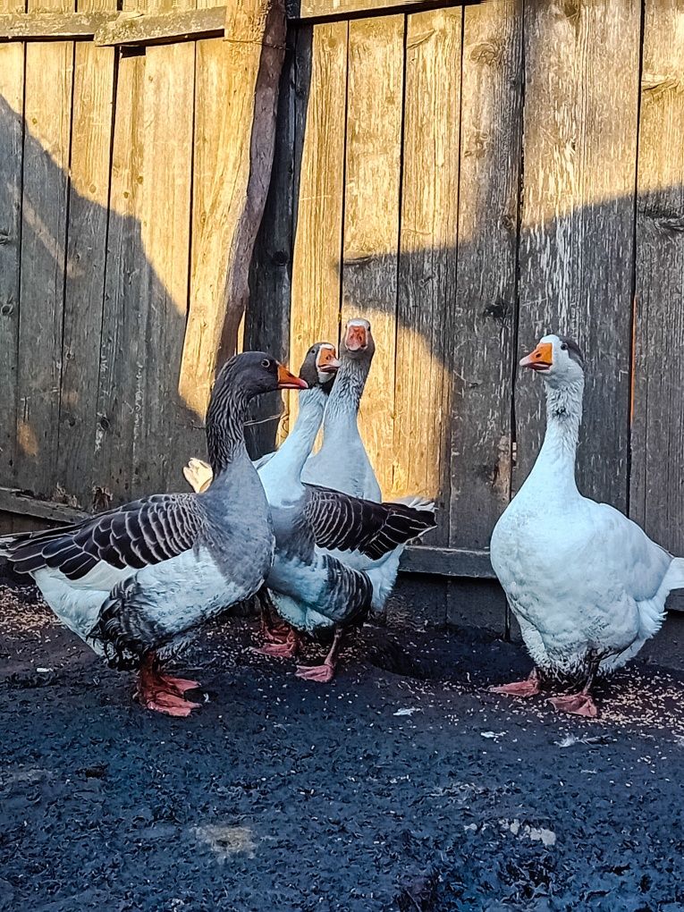 Familie de gâște ROMÂNEȘTI formată din: 3 +1