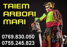 TAIEM ARBORI MARI cu alpinisti utilitari