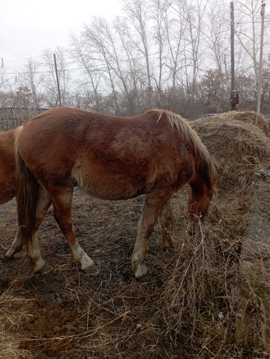 Продам жеребчика полутяж