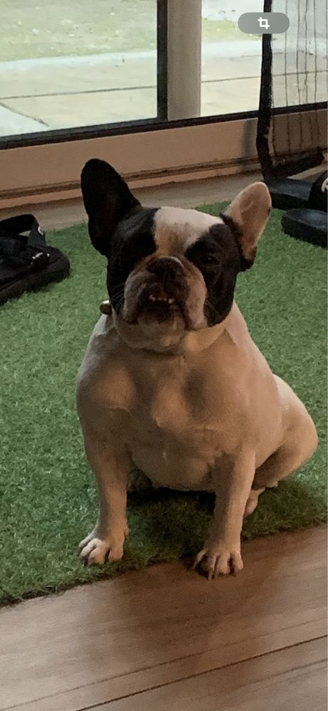 Femela bulldog francez