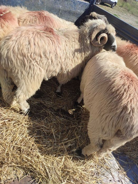 Vând 250 de oi țurcane