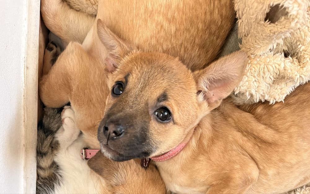 Catelusa data spre adoptie