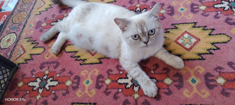 кошка британские