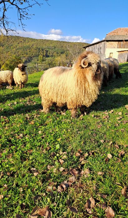 Noatini și strămior