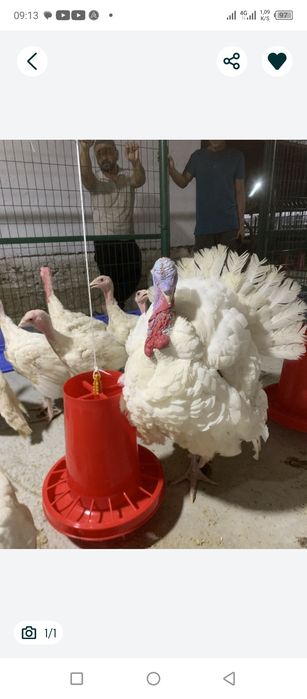 Big6 kurkalar sotiladi jivoy ves klosiga 45000sum