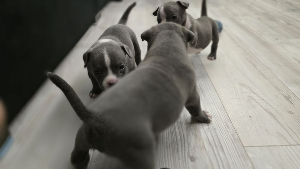 Американско покет були / American pocket bully