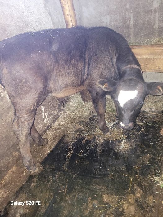 2 taurasi 5 luni în baltat pe rosu și un angus .forte frumoși