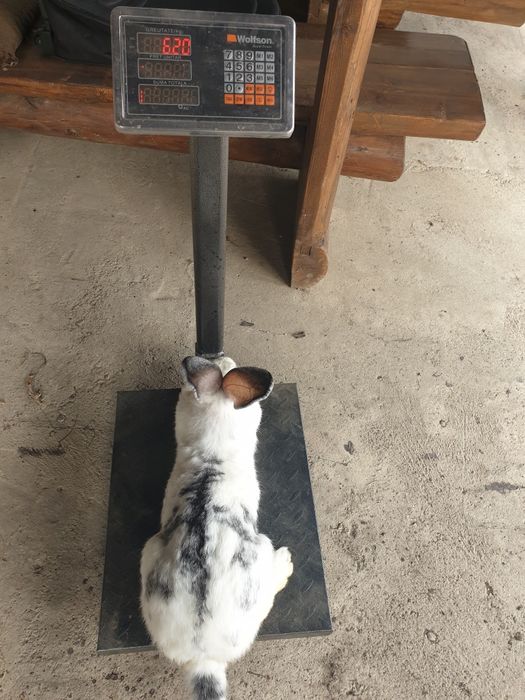 Vand un iepuri femela