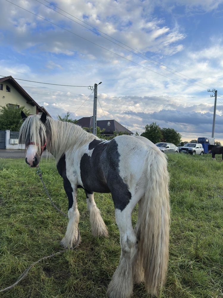 Armasar gypsy vanner