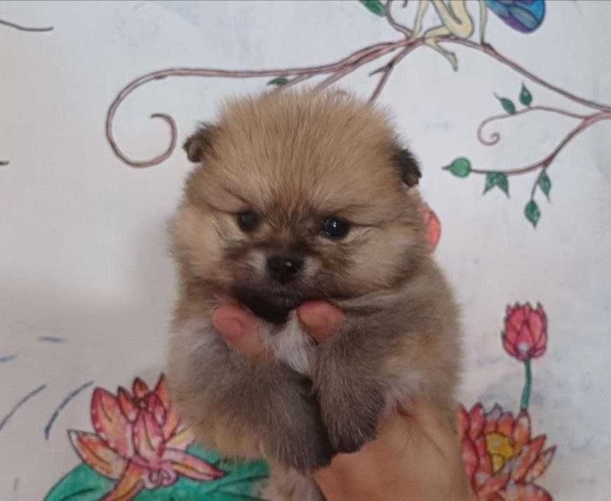Померанский Шпиц