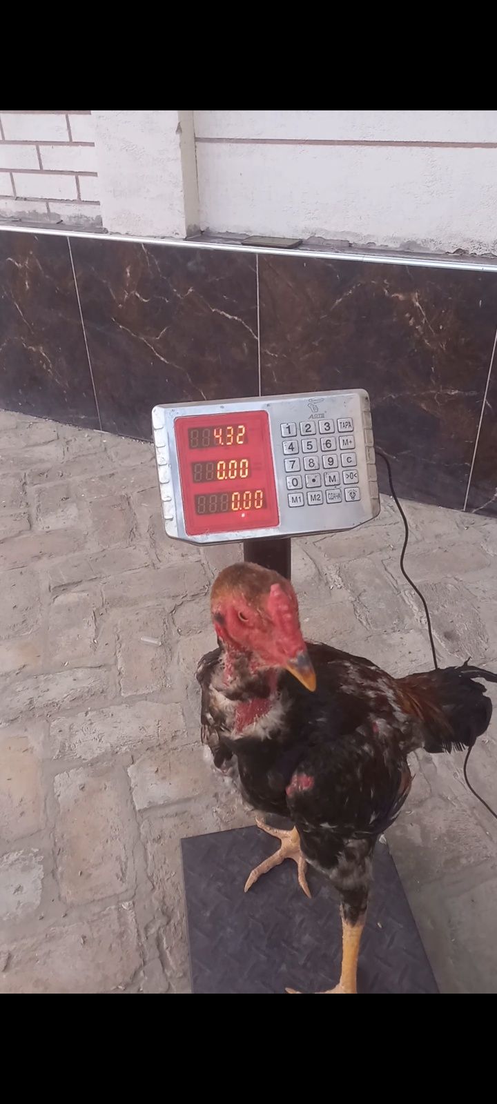 Xoroz dakan toza