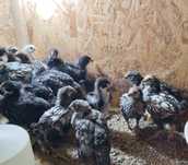 Pui de australorp de vânzare
