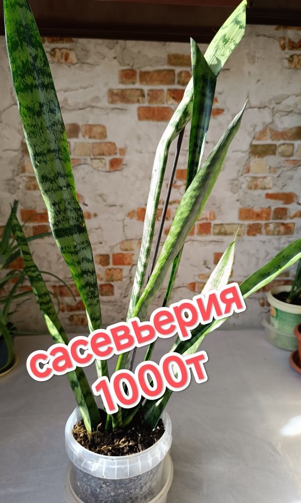 Продам комнатные цветы