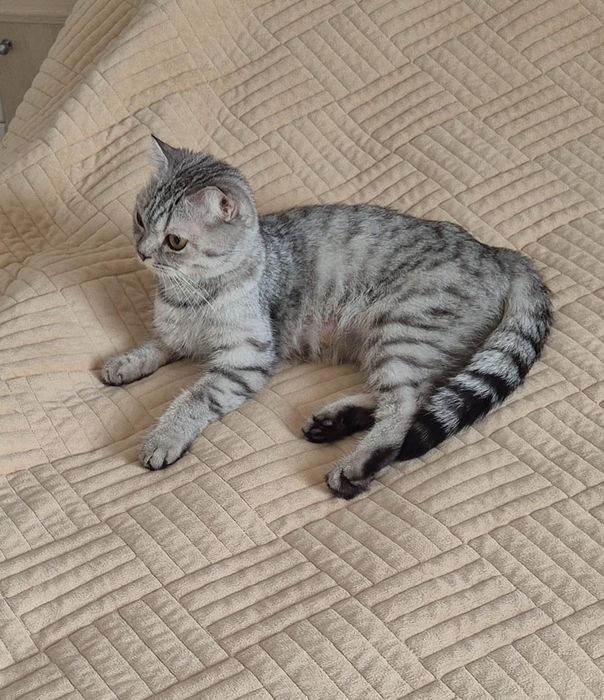 Породистая кошка в добрые руки