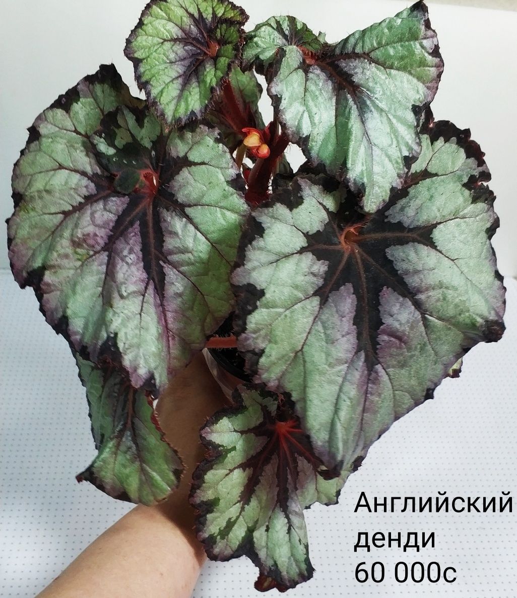 Комнатные сортовые цветы.