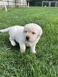 Pui Labrador Retriever - 6 saptamani - femela