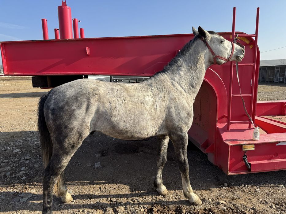 Конь жеребец 5 лет