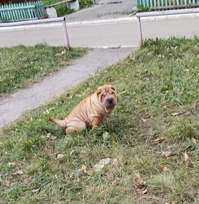 Продам чистокровных щенков шарпея 1 девочка и 1 мальчик.