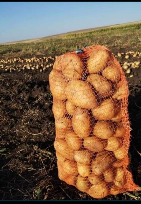Vand cartofi de consum alb si rosu