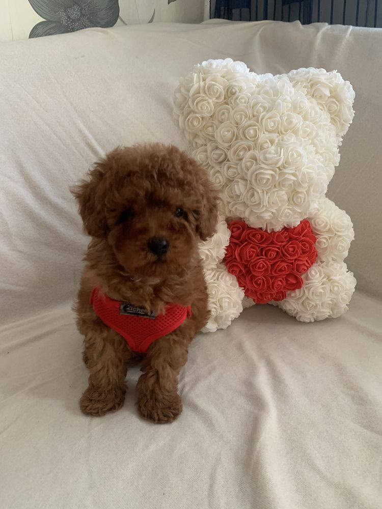 Пудел той Poodle toy с родословие елитни