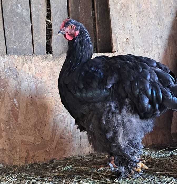 Cocosi brahma de vanzare