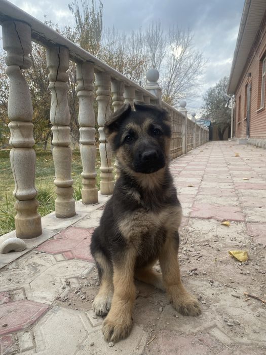 Продам овчарку щенков