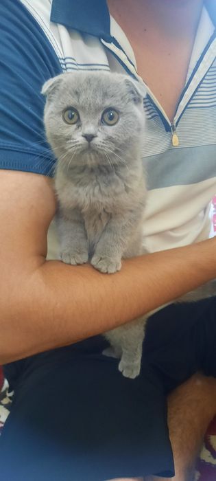 Chiroyli mushik bolasi