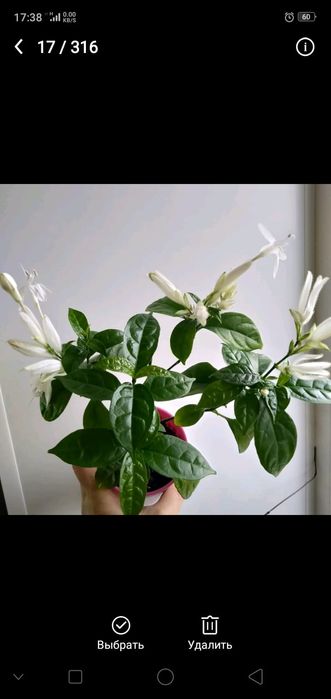 Комнатные растения