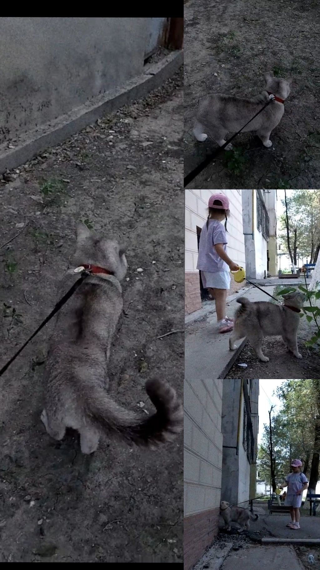 Вязка! Кот с опытом