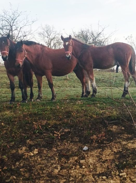 vand manz bine tinut