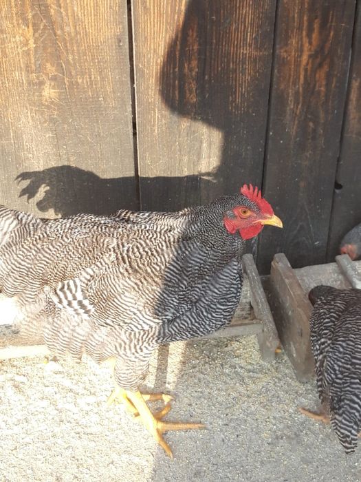 Vând cocoși plymouth