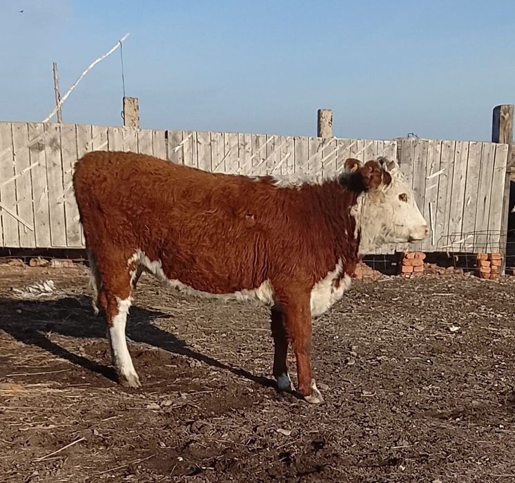 2 Сиыр 3 таиынша сатамын