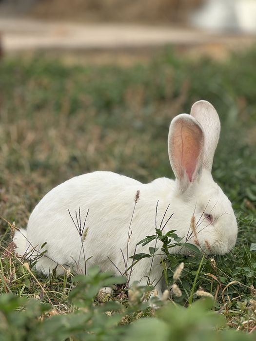 Кролики продаются