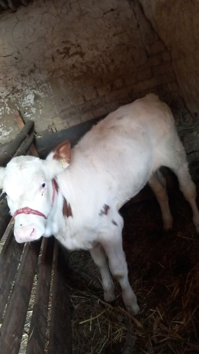 De vânzare vițel și vitea