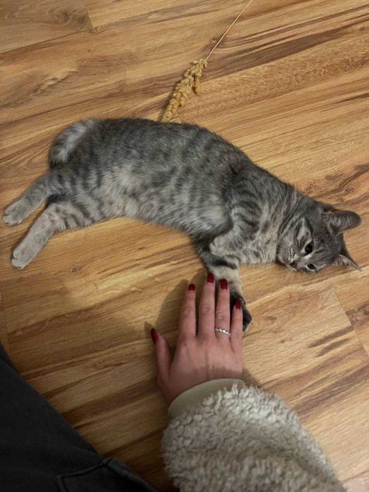 Красива котенца, на 3 месеца