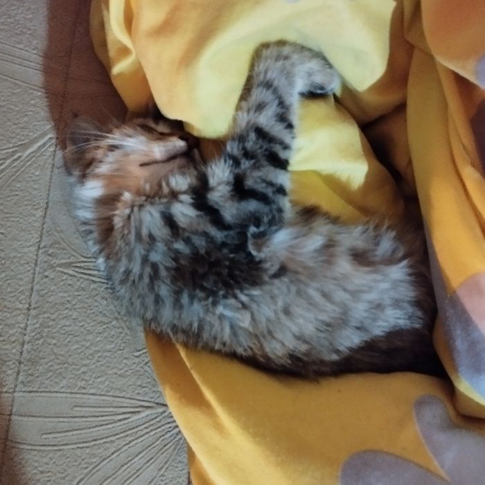 Кошка ищет любишую семью мальчик