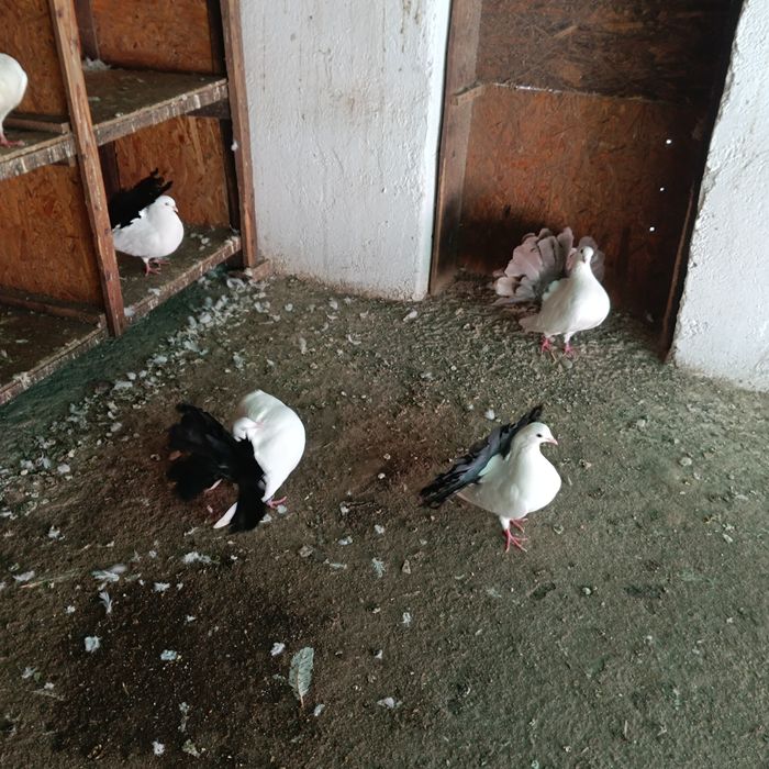 Vând voltați albi și albi cu coada neagră